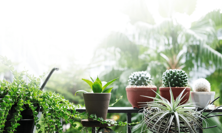 decoración con plantas naturales